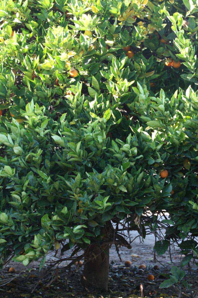            Habit (Summer Workman, Riverside, CA)   